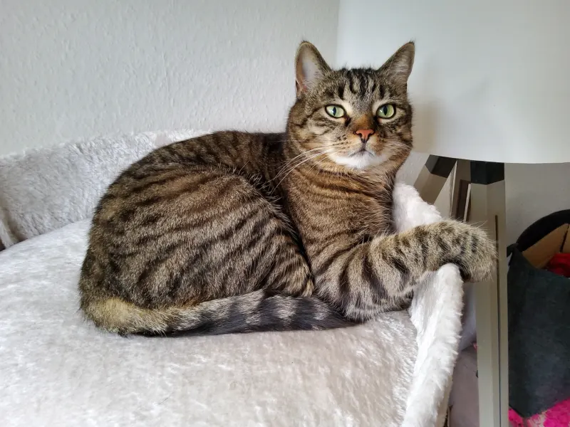 Carlotta, Bornheim