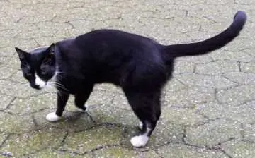Jerry, Düsseldorf