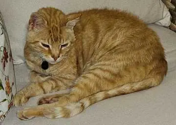 Willi, Bleicherode