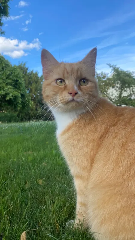 Kater Leo, orangrot, Blasewitz