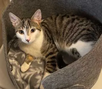 Gizmo, Unterensingen