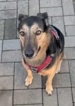 Malea, Dresden