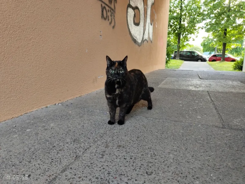 Kitty, Löbtau