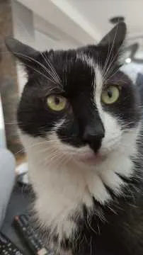 Ruffy, Recklinghausen