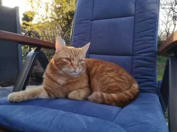 Simba, Aachen
