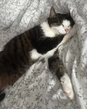 Karli, Clingen