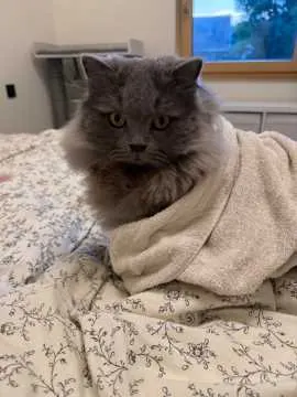 Louie, Bielefeld