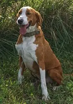 Lucky, Norden
