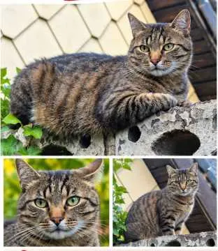 Felix, Püttlingen
