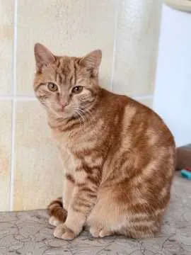 Leo, Chemnitz