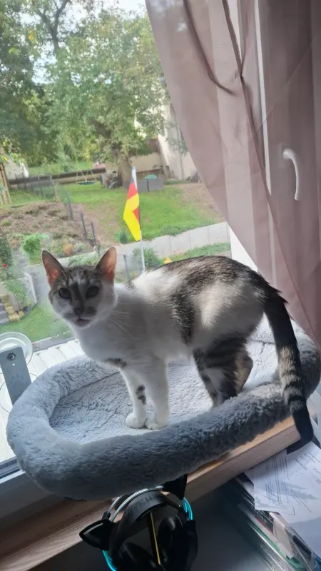 Mikey, Heidenau
