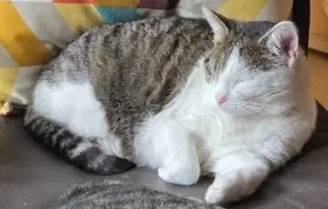Rudi, Gunzenhausen