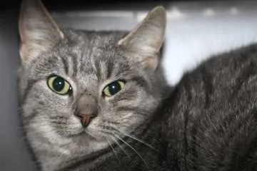 Frieda, Walldorf