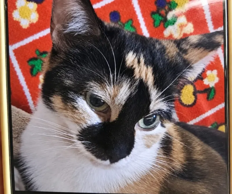 Mischka, Leuben