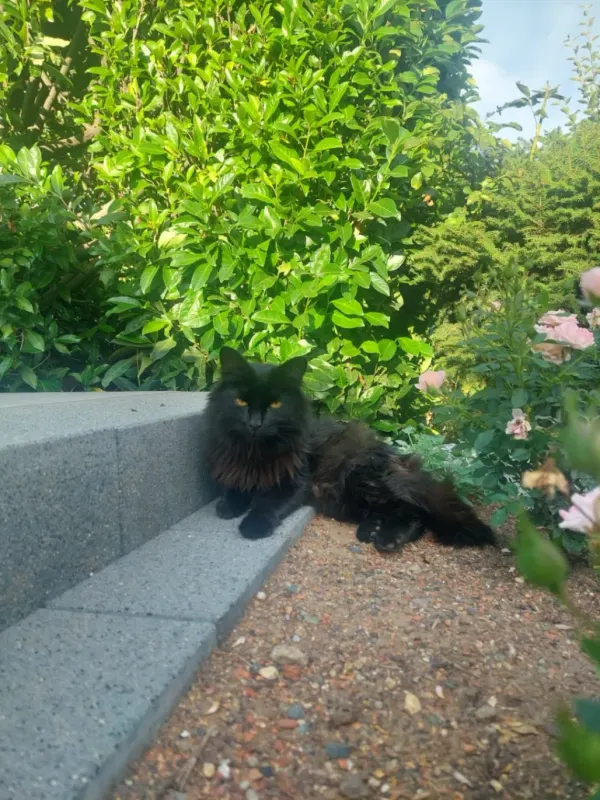 Oscar, Oberursel