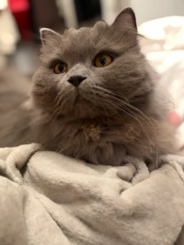 Louie, Steinhagen