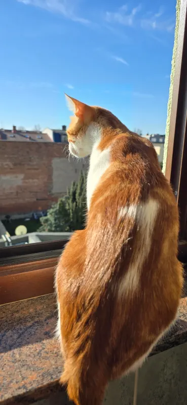 Odin, Bernburg