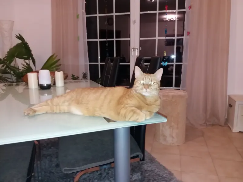 Tiger, Kamp-Lintfort