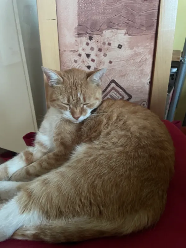 Maximus, Wittenberg