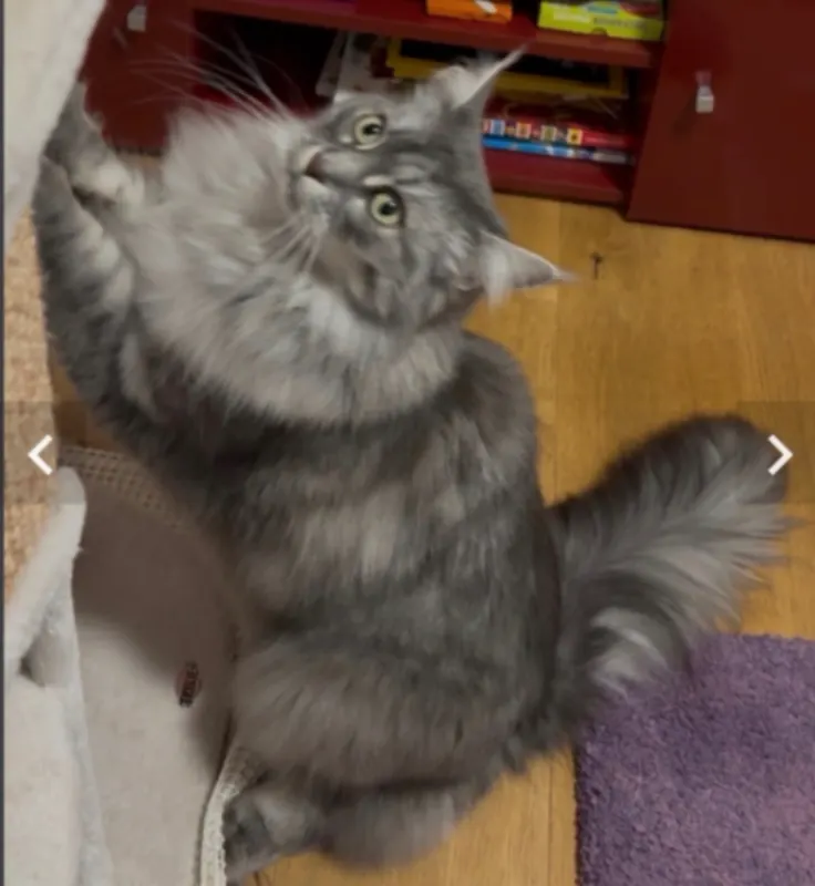 Maine Coon, Saarlouis