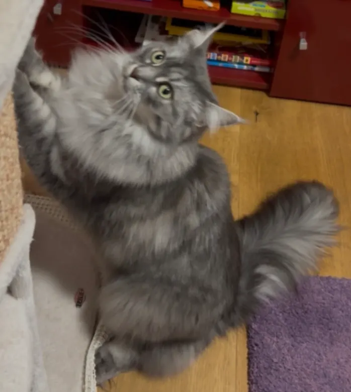 Kater, Saarlouis