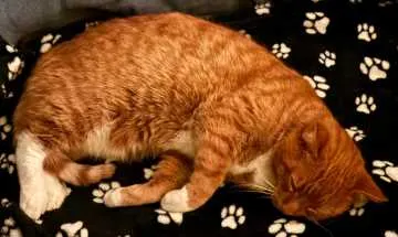 Simba, Hattert