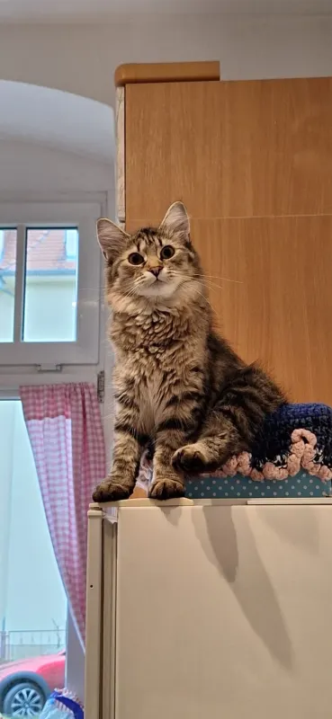 Rosie, Löbtau