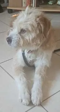 Lilli, Sersheim