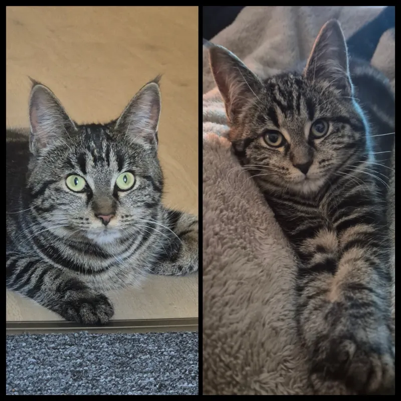 Luna, Leuben