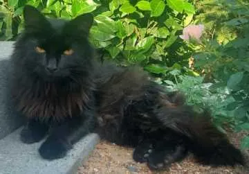 Oscar, Oberursel (Taunus)