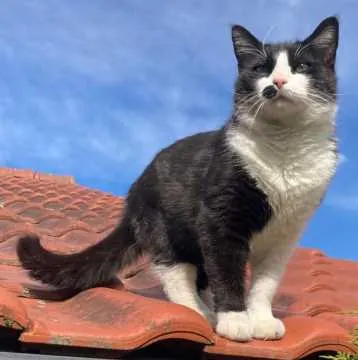Charly, Ingolstadt