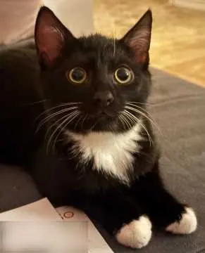 Kuro, Kamen