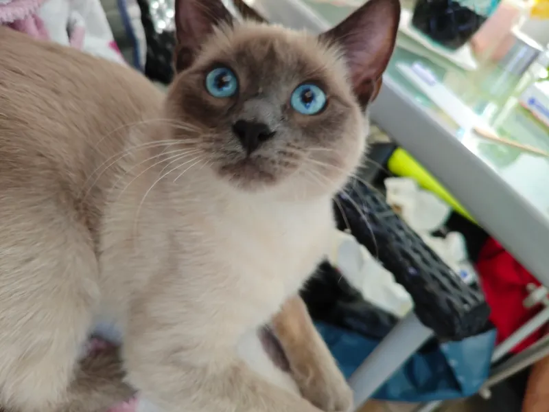 Luna, Leuben