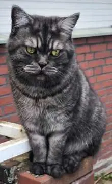 Haru, Emsdetten