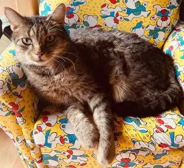 Findus, Gäufelden