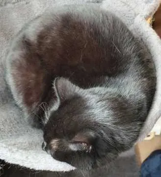 Max, Steinheim