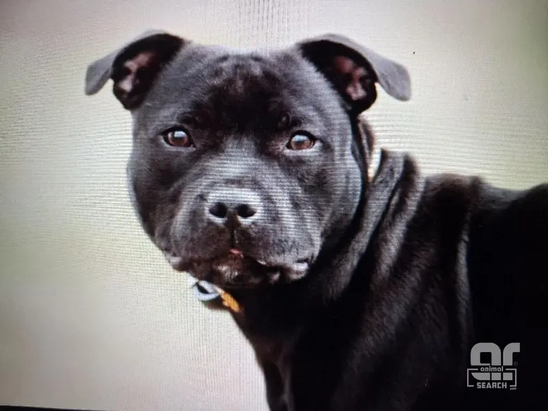 Hond, Bruxelles