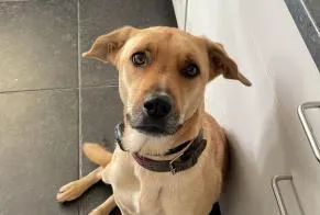 Hond, Bocholt
