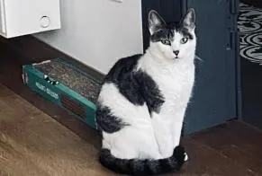 Chat, Limbourg