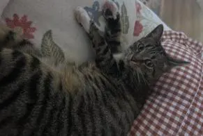 Chat, Verviers