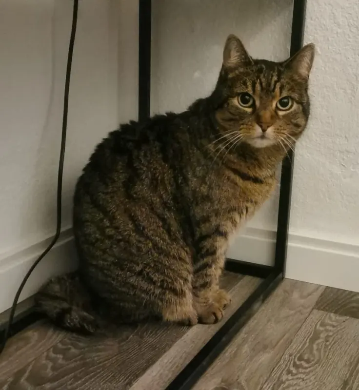 Molly, Radebeul