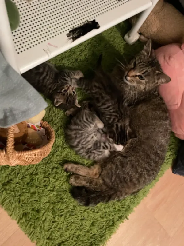 Zelda, Äußere Neustadt
