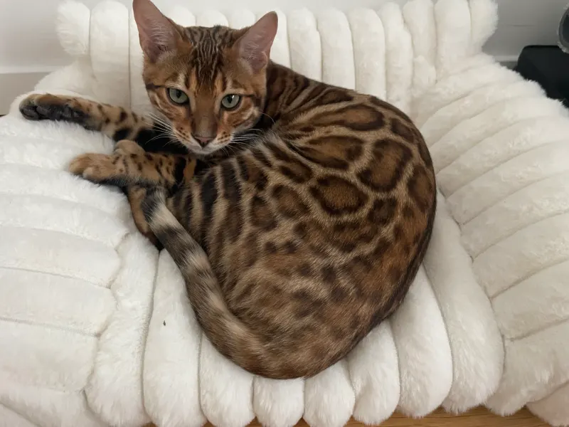 Lenny, Heidenau