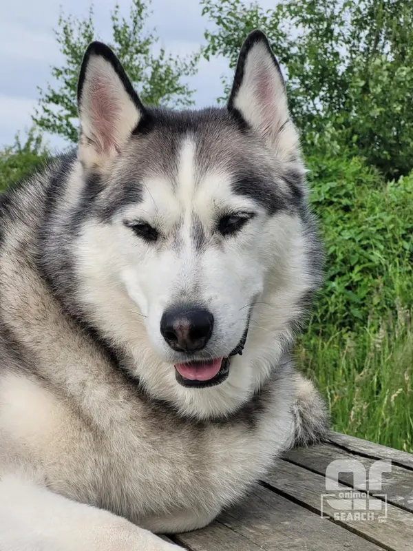 Hond, Jette