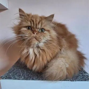 Ossie, Eindhoven