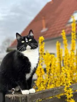 Pisi, Bassum