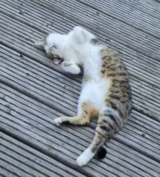 Felina, Adlkofen