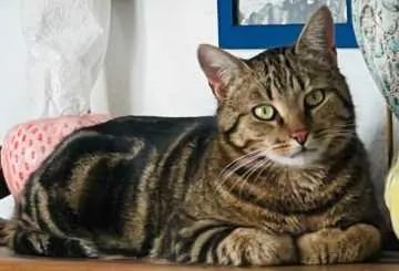 Bruno, Ostfildern