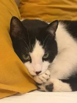 Teo, Hildesheim