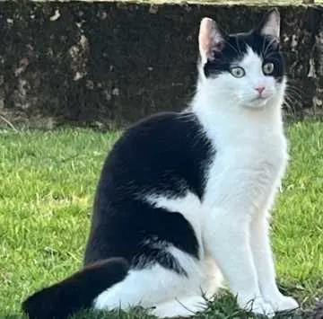 Zeytin, Metzingen